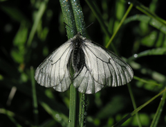 Parnassius stubbendorfii
