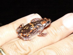 Phrynomantis annectens