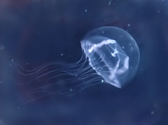 Mitrocomella polydiademata