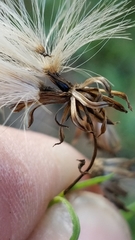 Brickellia eupatorioides gracillima