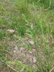 Poa bulbosa vivipara