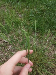 Poa bulbosa vivipara