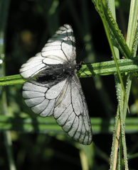 Parnassius stubbendorfii
