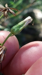 Brickellia eupatorioides gracillima