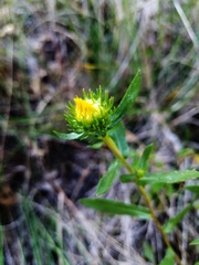 Grindelia lanceolata