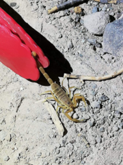 Centruroides vittatus
