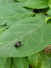 Platycorynus pyrospilotus