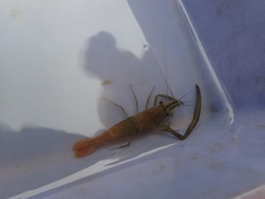 Macrobrachium asperulum