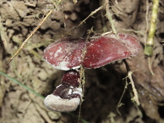 Ganoderma calidophilum