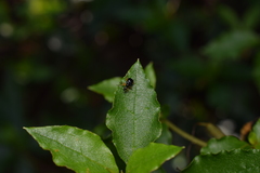 Compsapoderus erythrogaster