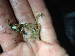 Amphiodia occidentalis