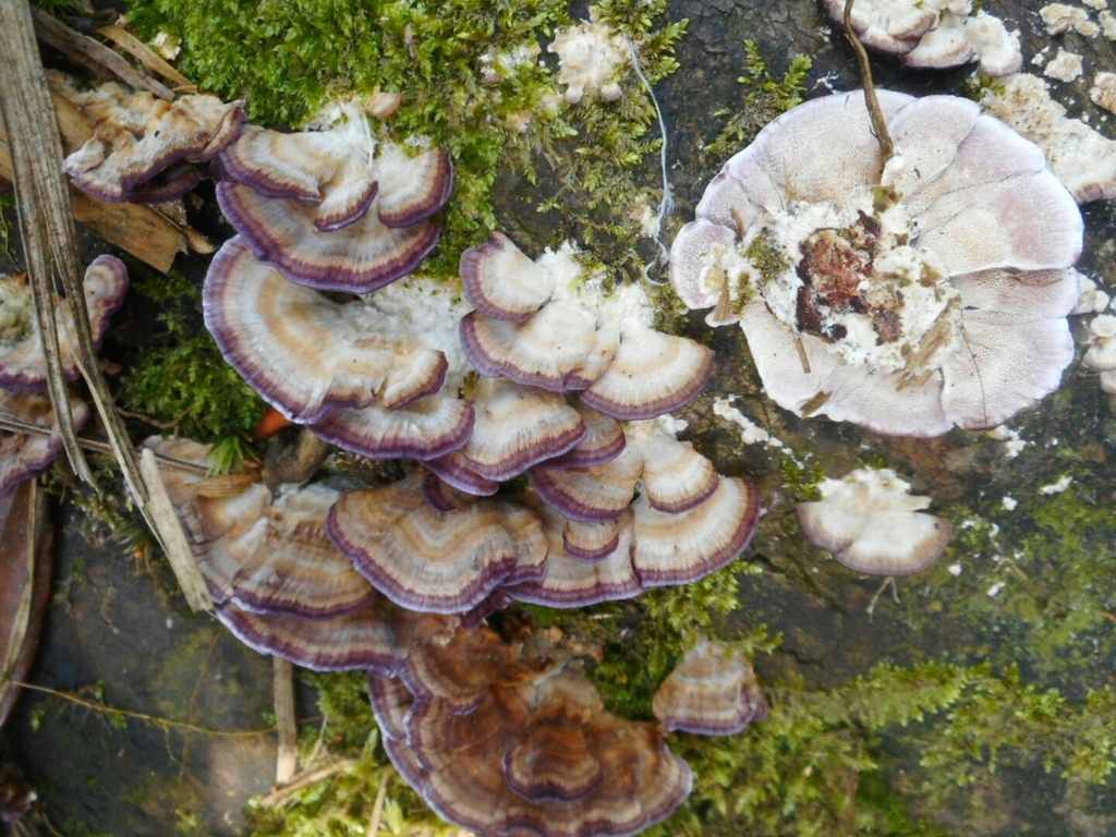Trichaptum biforme · April 2021 · photo: © epopov (iNaturalist, cc-by)
