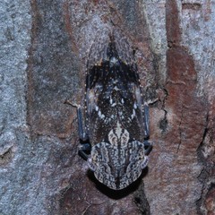 Stenocotis