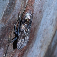 Stenocotis