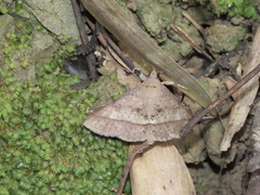 Hypospila bolinoides