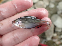 Paratanakia himantegus