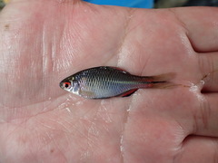 Paratanakia himantegus