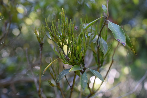 Image of Korthalsella japonica by no rights reserved