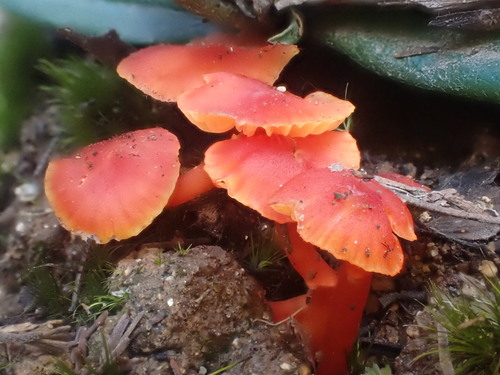 Vermilion Waxcap