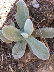 Pseudognaphalium adnatum