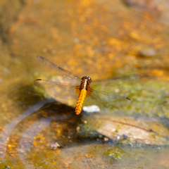 Orthetrum chrysis