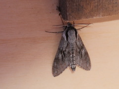 Sphinx maurorum