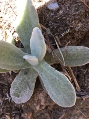 Pseudognaphalium adnatum