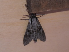 Sphinx maurorum