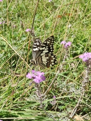 Papilio demoleus sthenelus