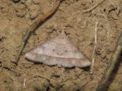 Hypospila bolinoides