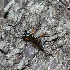 Xanthocryptus novozealandicus