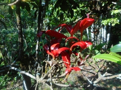 Exobasidiaceae