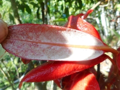 Exobasidiaceae