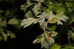 Podosphaera clandestina