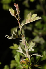 Podosphaera clandestina