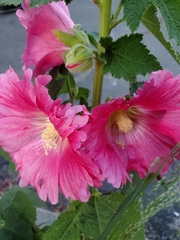 Alcea rosea