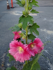 Alcea rosea