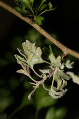 Podosphaera clandestina