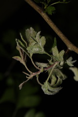 Podosphaera clandestina