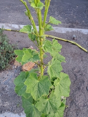 Alcea rosea