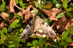 Catocala intacta intacta