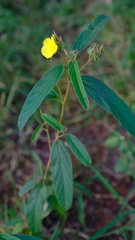 Melhania prostrata