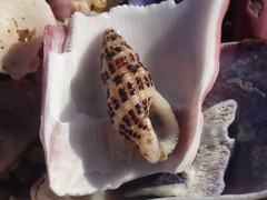 Maculotriton serriale