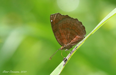 Ariadne ariadne