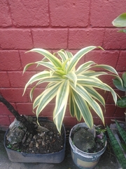 Dracaena reflexa