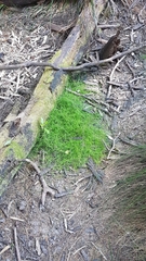 Schoenus maschalinus