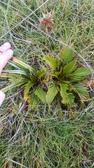 Aciphylla similis