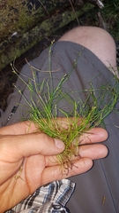 Schoenus maschalinus