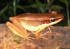 Indosylvirana aurantiaca