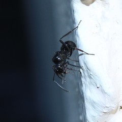 Polyrhachis australis